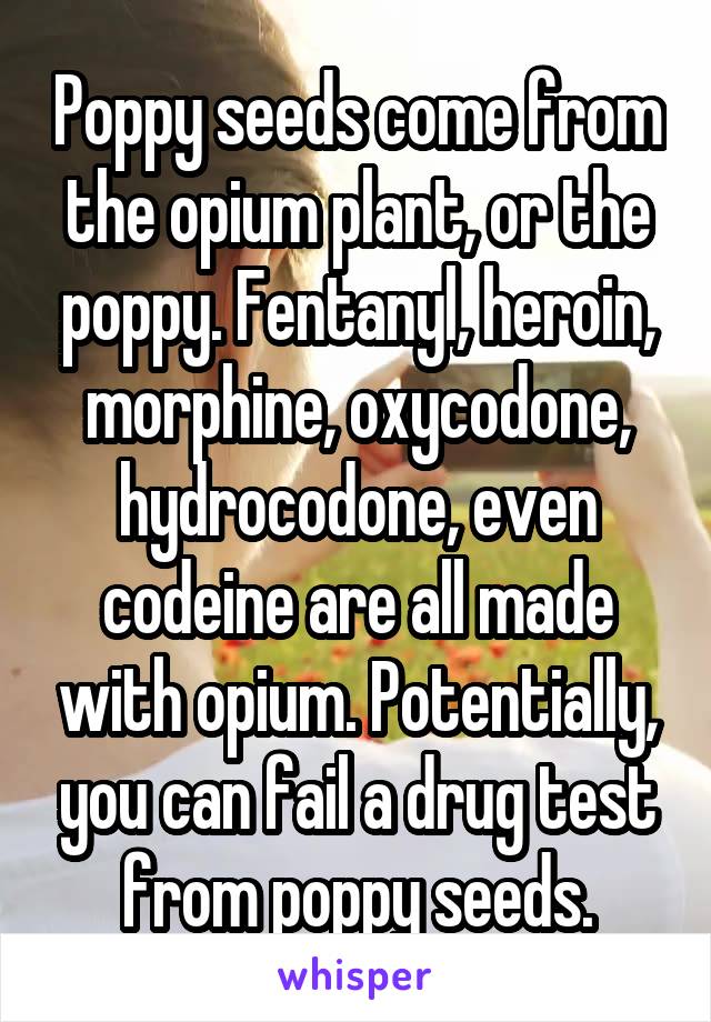 Poppy seeds come from the opium plant, or the poppy. Fentanyl, heroin, morphine, oxycodone, hydrocodone, even codeine are all made with opium. Potentially, you can fail a drug test from poppy seeds.
