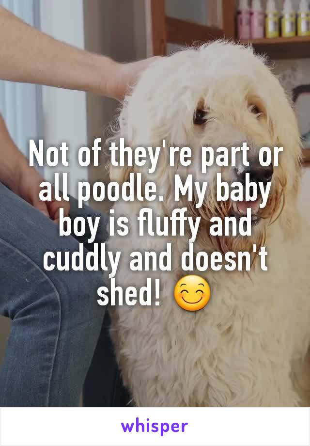 Not of they're part or all poodle. My baby boy is fluffy and cuddly and doesn't shed! 😊