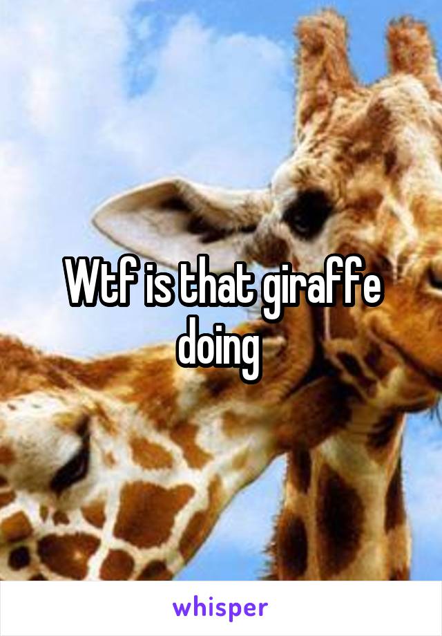 Wtf is that giraffe doing 