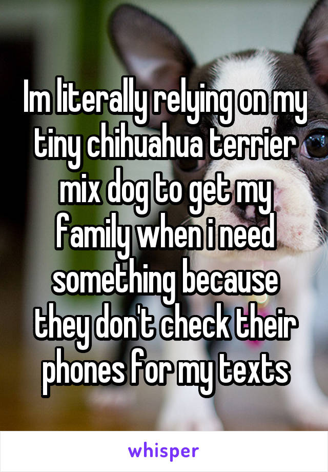 Im literally relying on my tiny chihuahua terrier mix dog to get my family when i need something because they don't check their phones for my texts