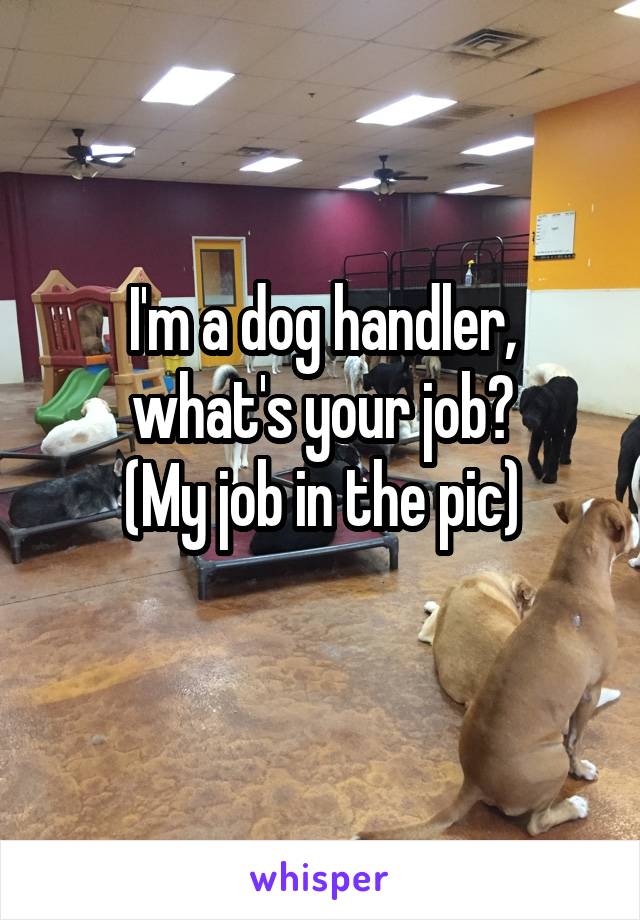 I'm a dog handler, what's your job?
(My job in the pic)
