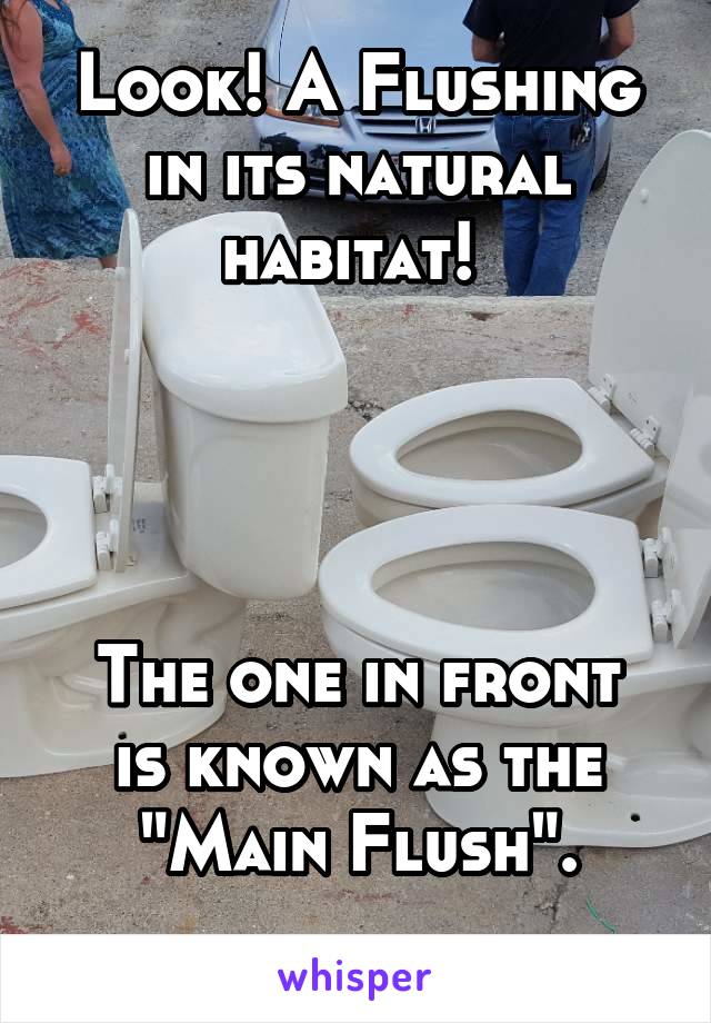 Look! A Flushing in its natural habitat! 




The one in front is known as the "Main Flush".
