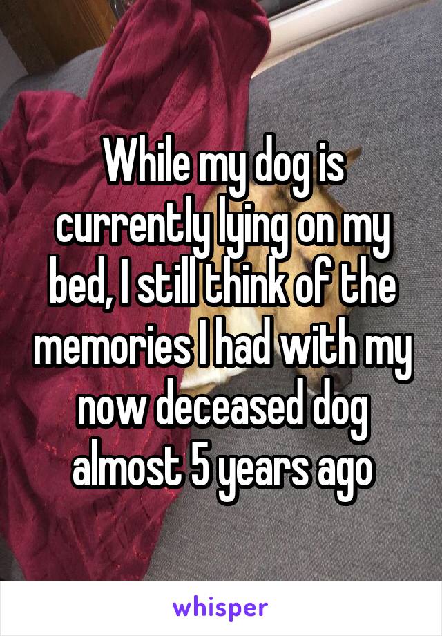 While my dog is currently lying on my bed, I still think of the memories I had with my now deceased dog almost 5 years ago