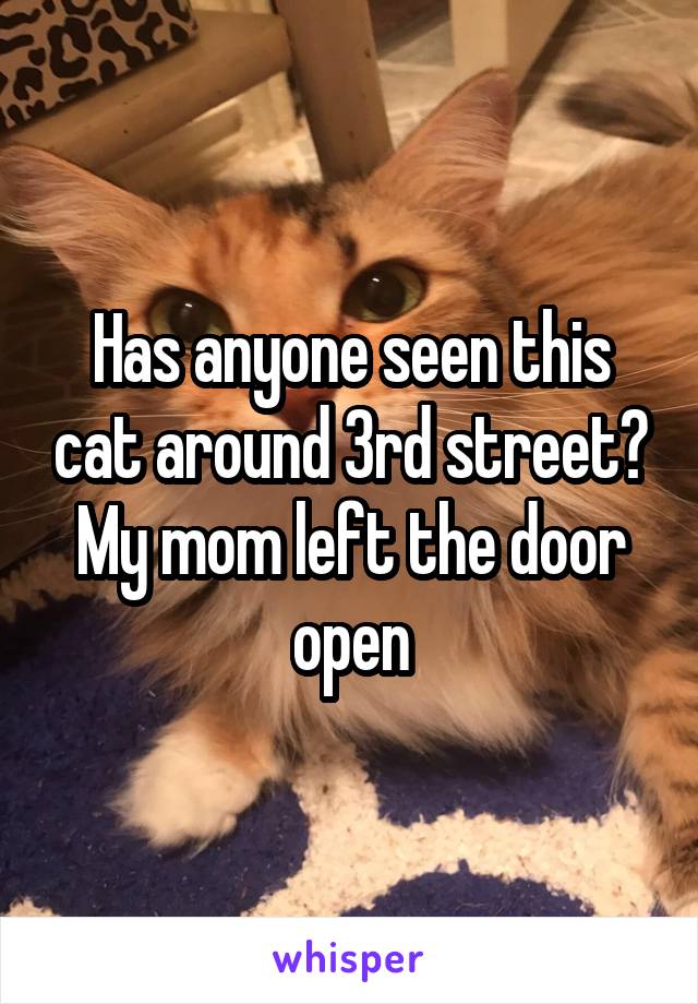 Has anyone seen this cat around 3rd street?
My mom left the door open