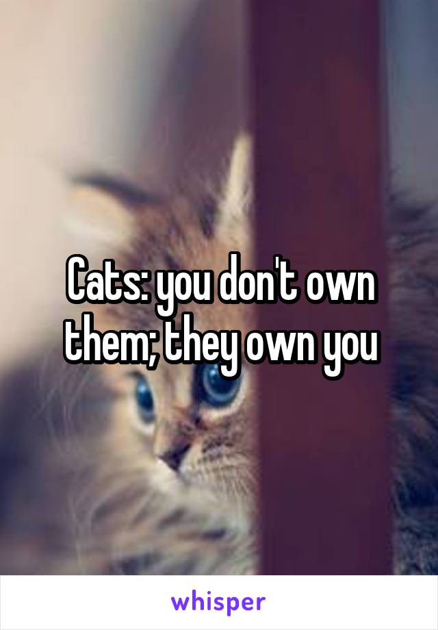 Cats: you don't own them; they own you
