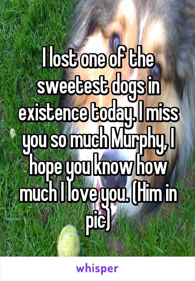 I lost one of the sweetest dogs in existence today. I miss you so much Murphy, I hope you know how much I love you. (Him in pic)