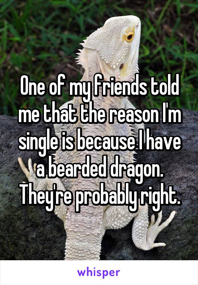 One of my friends told me that the reason I'm single is because I have a bearded dragon. They're probably right.