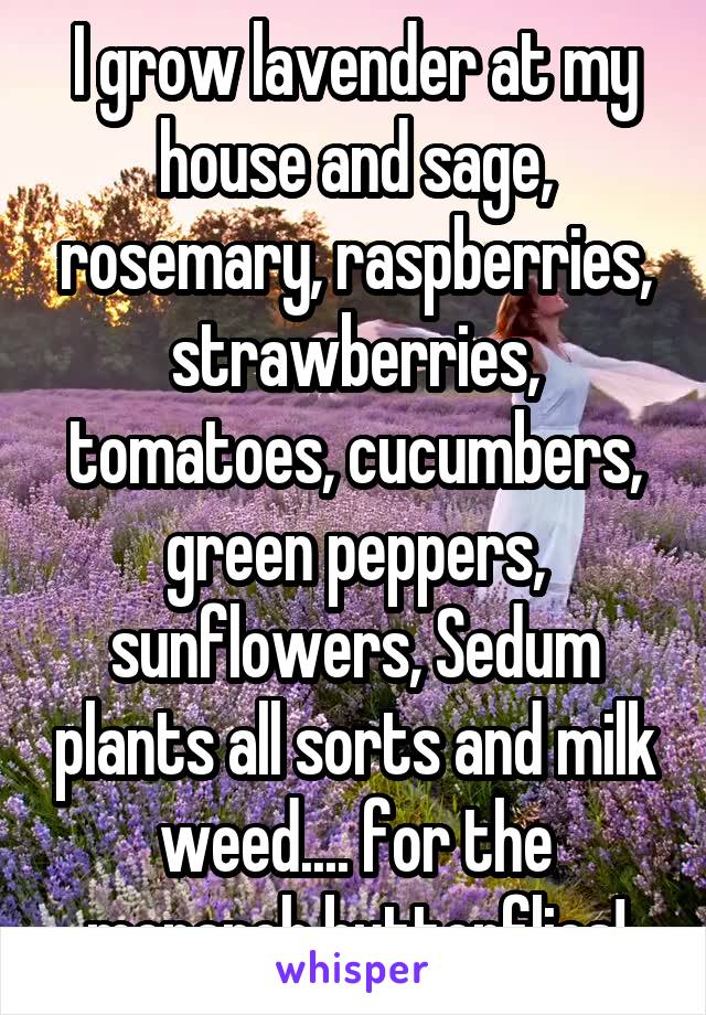 I grow lavender at my house and sage, rosemary, raspberries, strawberries, tomatoes, cucumbers, green peppers, sunflowers, Sedum plants all sorts and milk weed.... for the monarch butterflies!