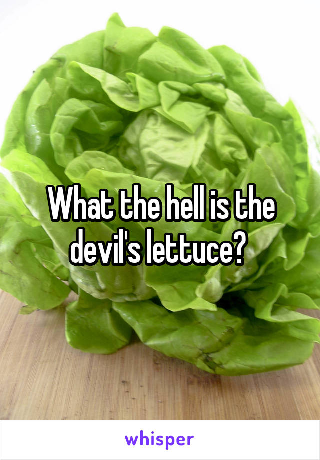 What the hell is the devil's lettuce? 