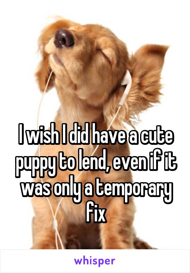 


I wish I did have a cute puppy to lend, even if it was only a temporary fix