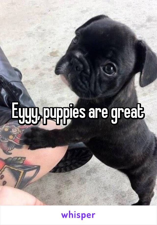 Eyyy, puppies are great 