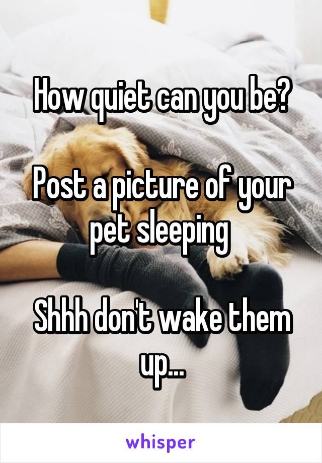 How quiet can you be?

Post a picture of your pet sleeping 

Shhh don't wake them up...