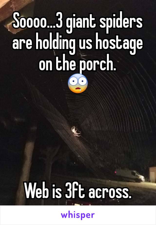 Soooo...3 giant spiders are holding us hostage on the porch.
🤤




Web is 3ft across.