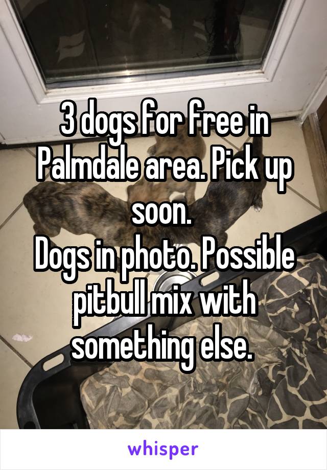 3 dogs for free in Palmdale area. Pick up soon. 
Dogs in photo. Possible pitbull mix with something else. 