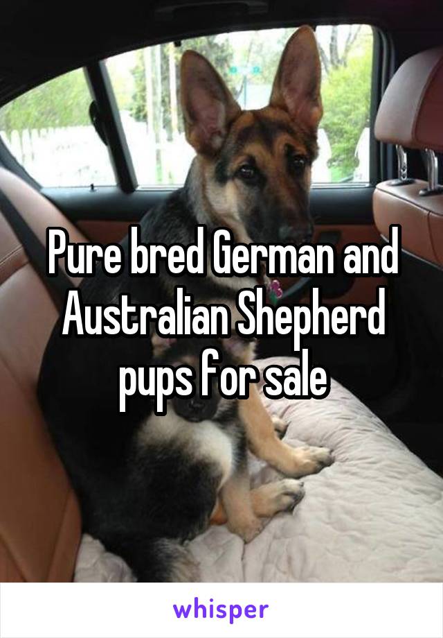 Pure bred German and Australian Shepherd pups for sale