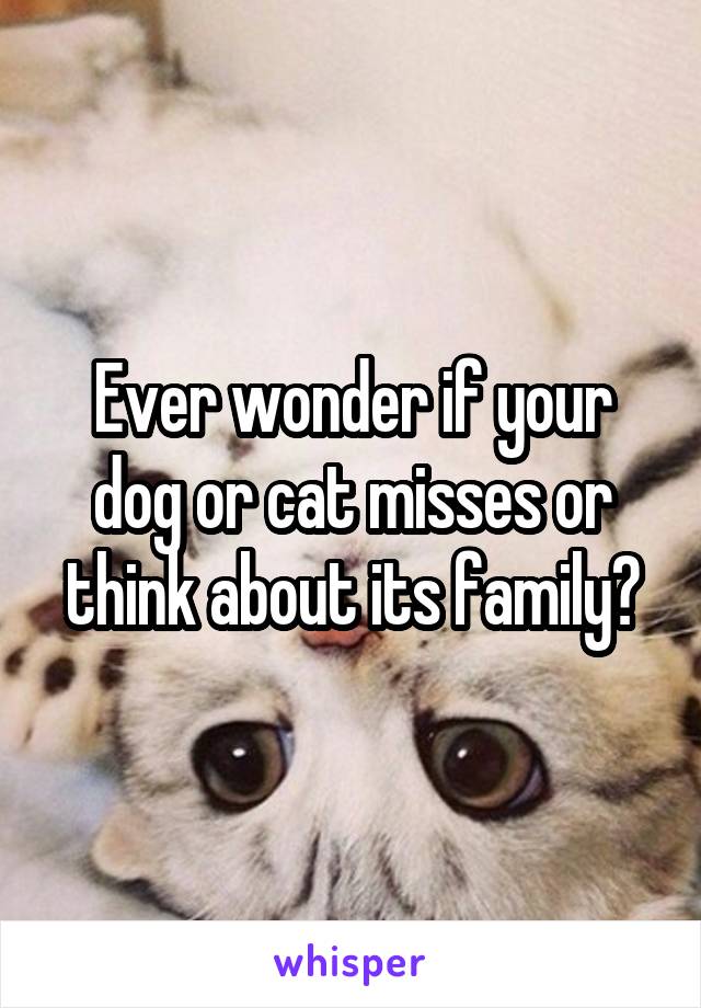 Ever wonder if your dog or cat misses or think about its family?