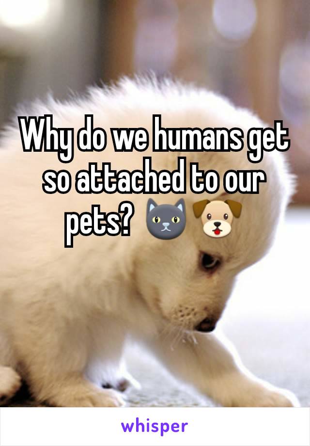 Why do we humans get so attached to our pets? 🐱🐶