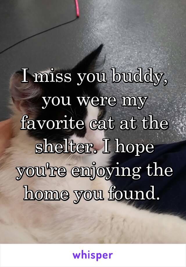 I miss you buddy, you were my favorite cat at the shelter. I hope you're enjoying the home you found. 