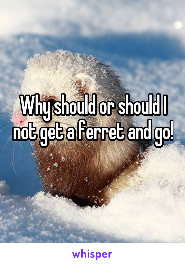 Why should or should I not get a ferret and go! 