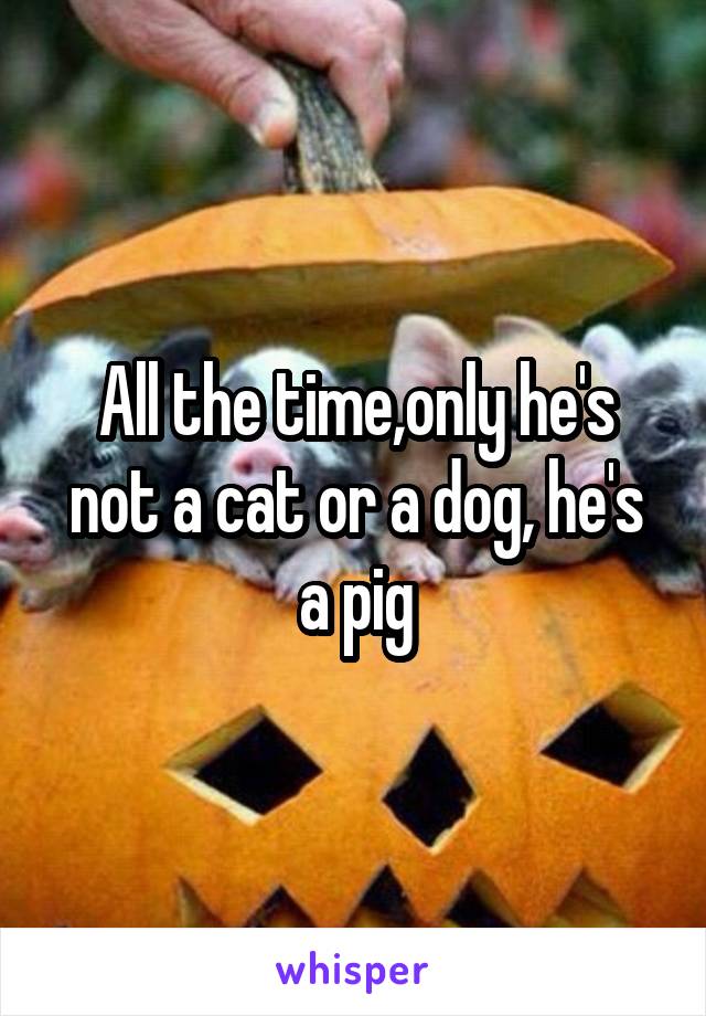 All the time,only he's not a cat or a dog, he's a pig