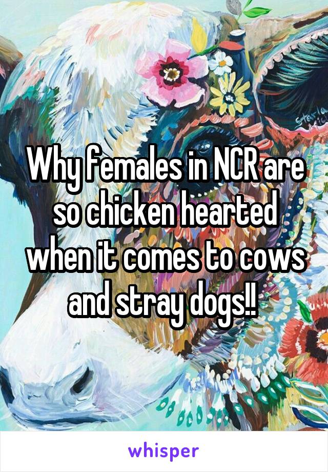 Why females in NCR are so chicken hearted when it comes to cows and stray dogs!! 