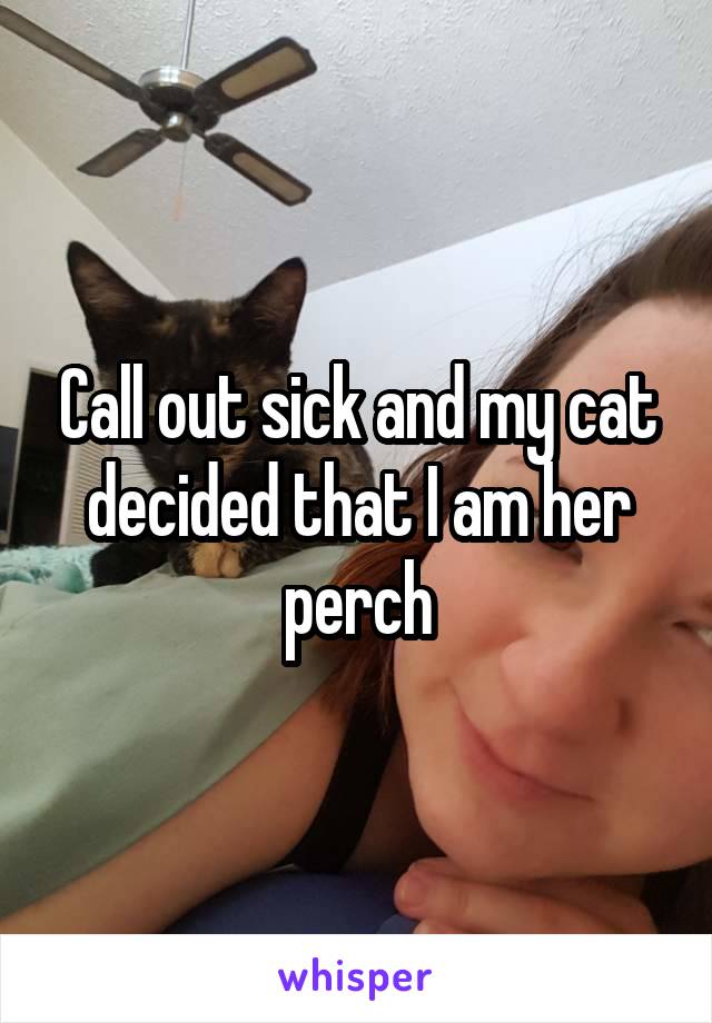 Call out sick and my cat decided that I am her perch