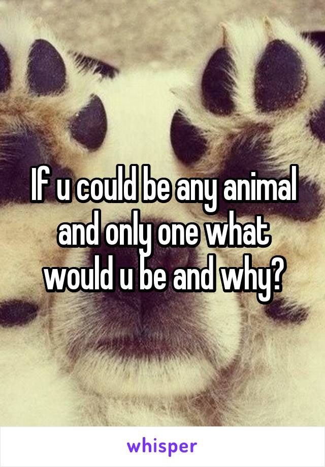 If u could be any animal and only one what would u be and why?