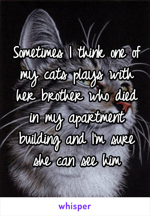 Sometimes I think one of my cats plays with her brother who died in my apartment building and I'm sure she can see him