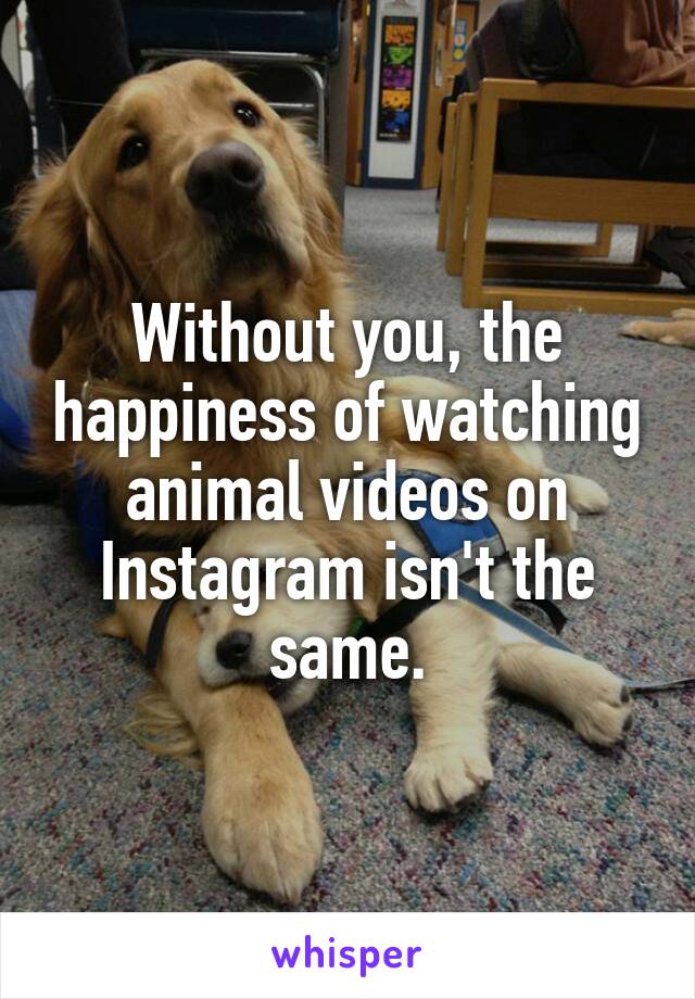 Without you, the happiness of watching animal videos on Instagram isn't the same.