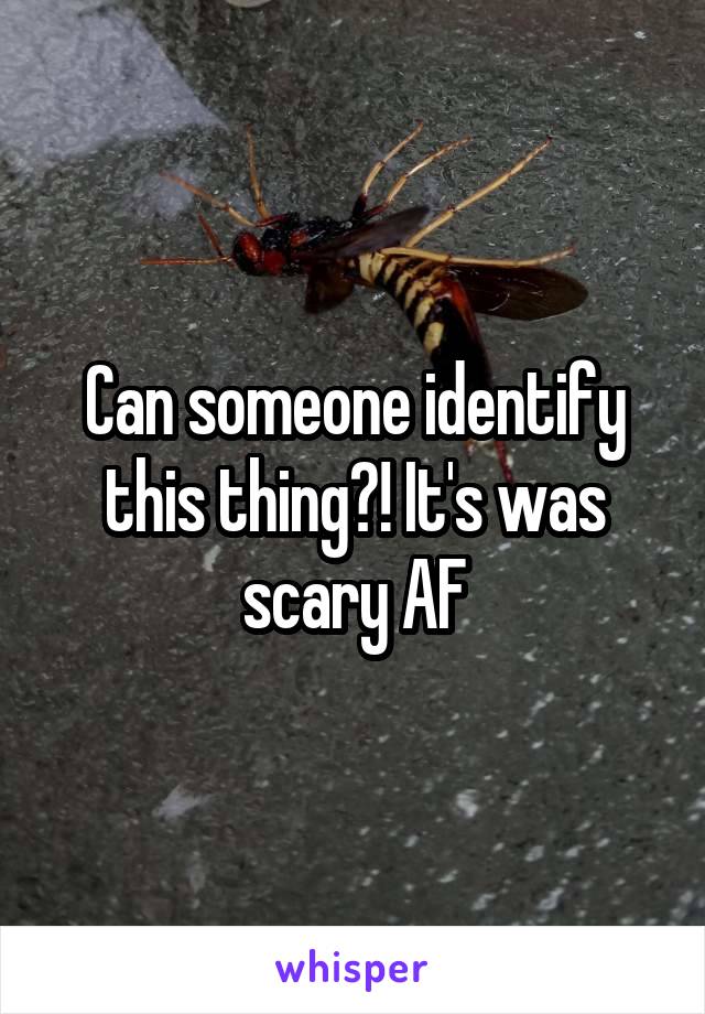 Can someone identify this thing?! It's was scary AF