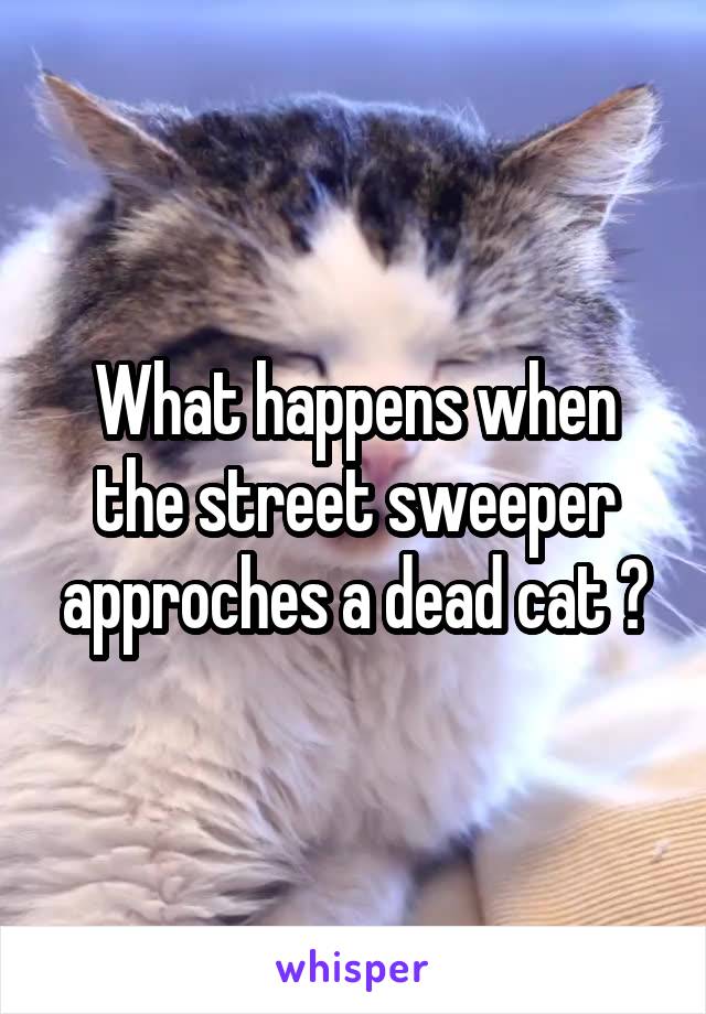 What happens when the street sweeper approches a dead cat ?