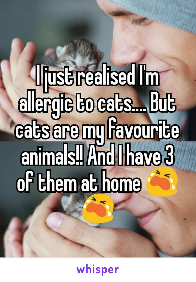 I just realised I'm allergic to cats.... But cats are my favourite animals!! And I have 3 of them at home 😭😭