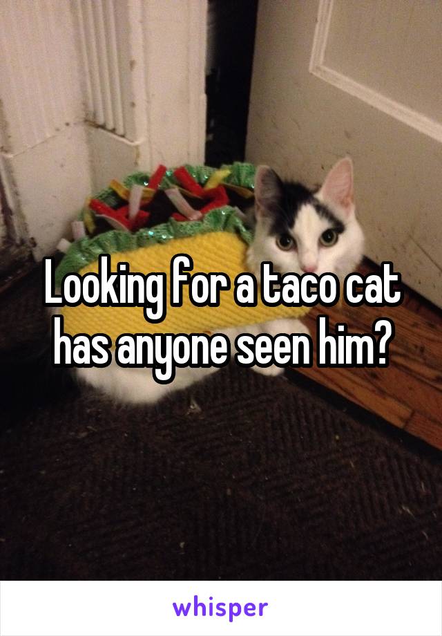 Looking for a taco cat has anyone seen him?