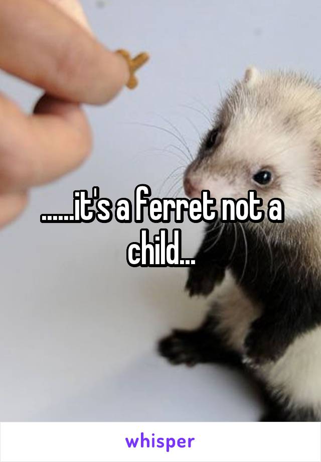 ......it's a ferret not a child...