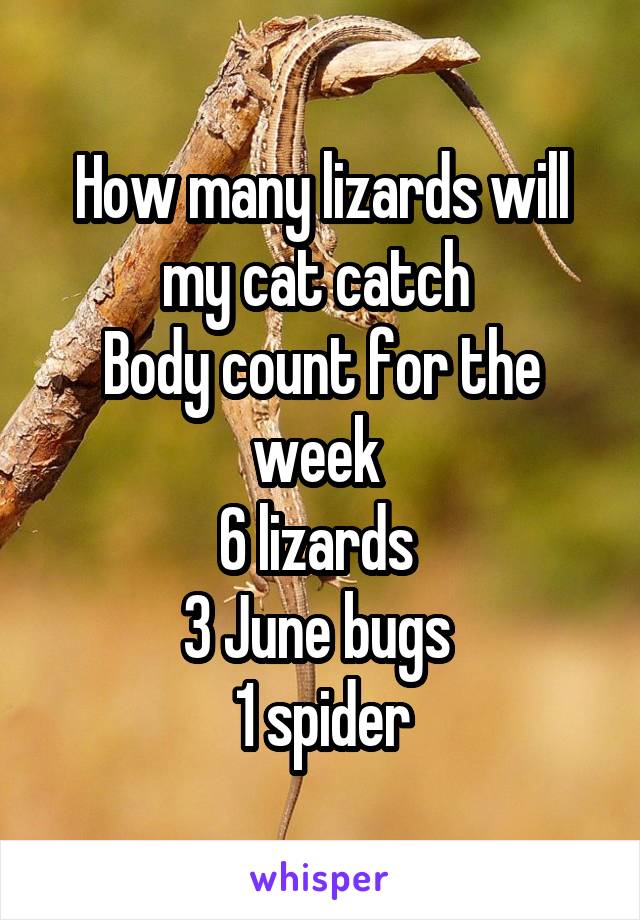 How many lizards will my cat catch 
Body count for the week 
6 lizards 
3 June bugs 
1 spider