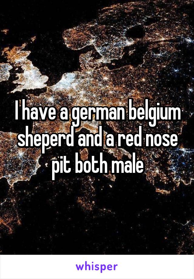 I have a german belgium sheperd and a red nose pit both male