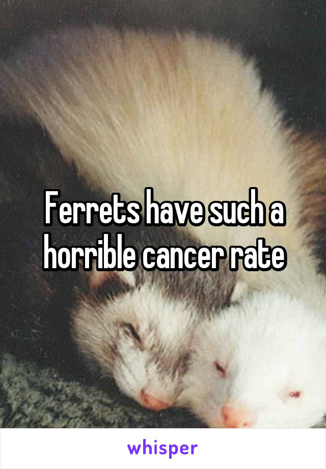 Ferrets have such a horrible cancer rate