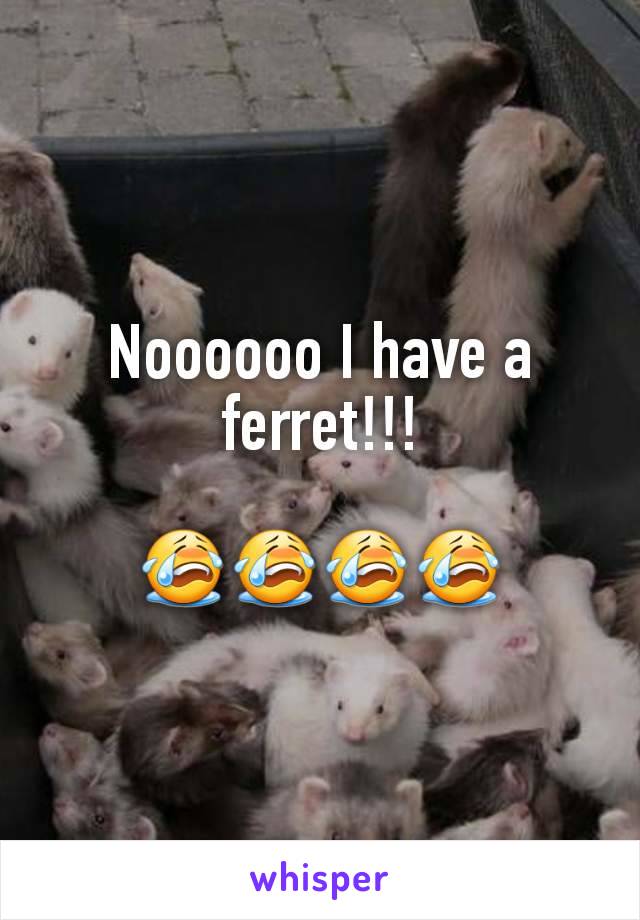 Noooooo I have a ferret!!!

😭😭😭😭