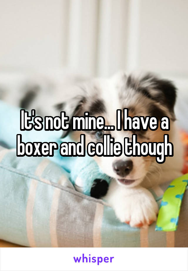 It's not mine... I have a boxer and collie though