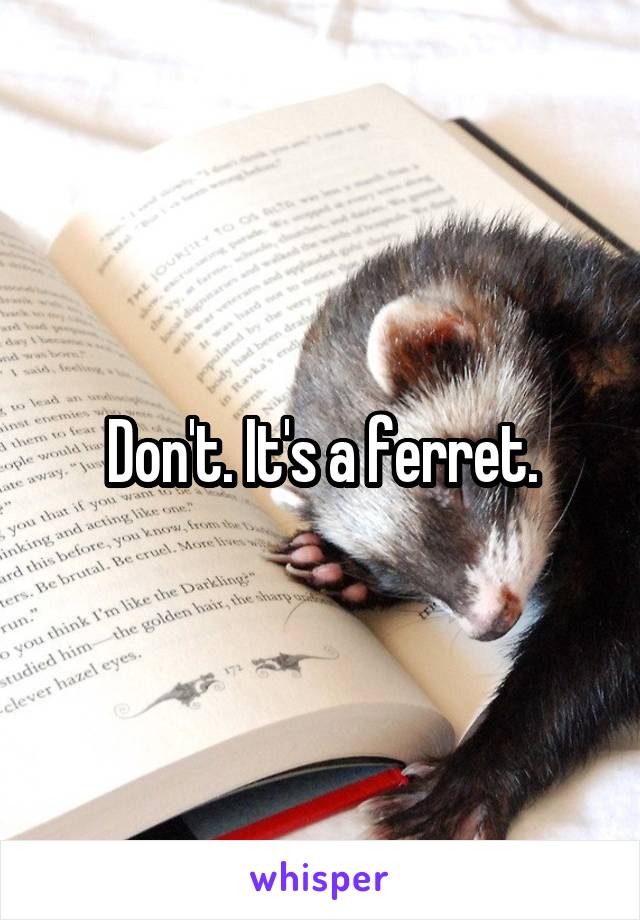 Don't. It's a ferret.