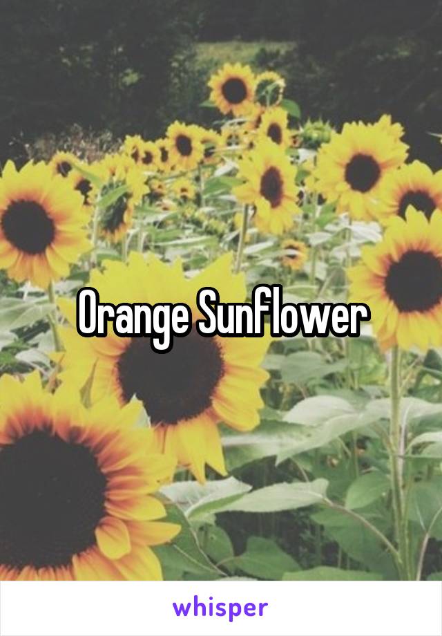 Orange Sunflower