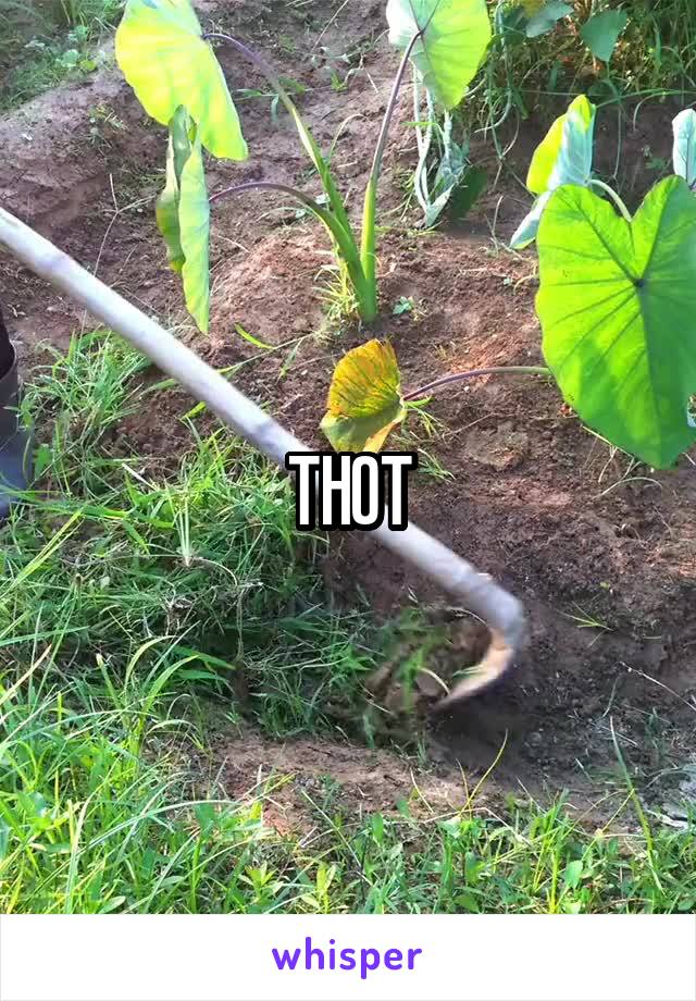 THOT