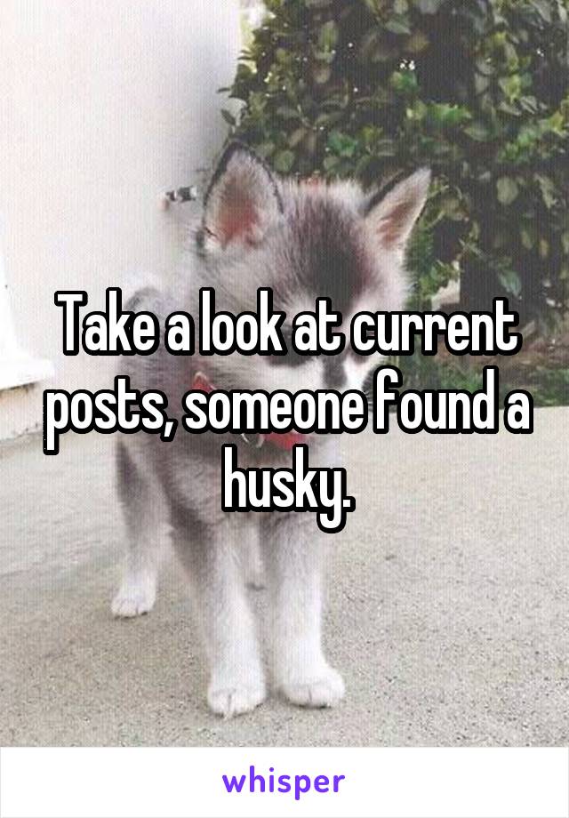 Take a look at current posts, someone found a husky.