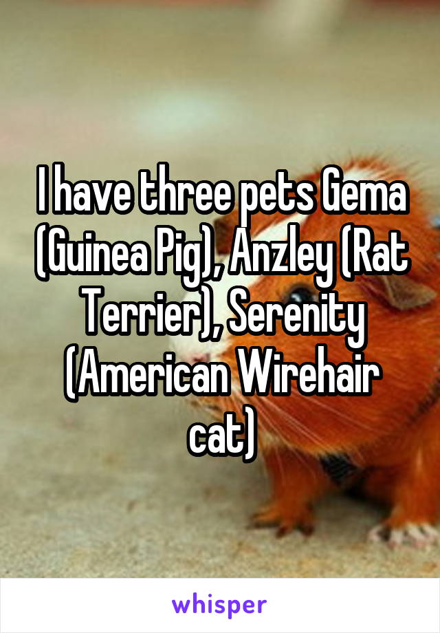 I have three pets Gema (Guinea Pig), Anzley (Rat Terrier), Serenity (American Wirehair cat)