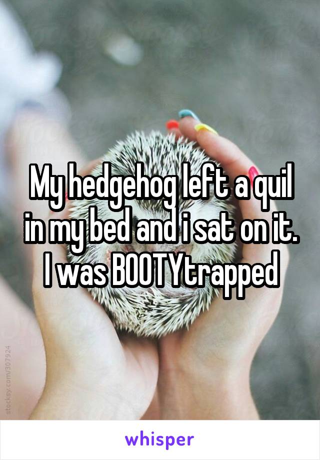 My hedgehog left a quil in my bed and i sat on it. I was BOOTYtrapped
