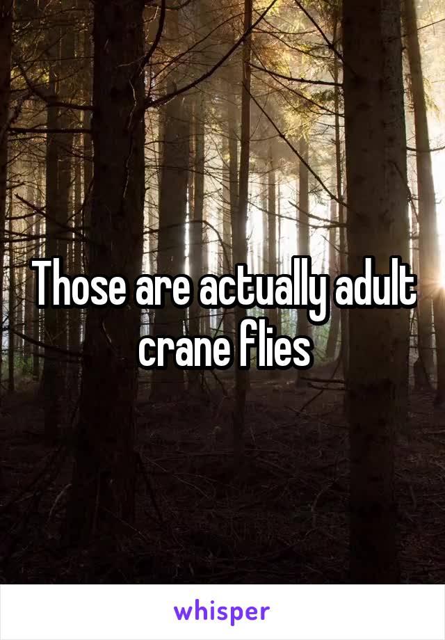 Those are actually adult crane flies