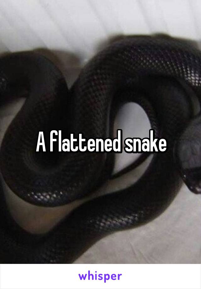 A flattened snake
