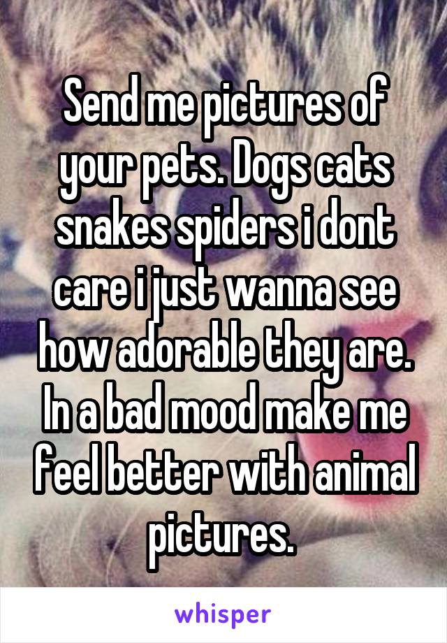 Send me pictures of your pets. Dogs cats snakes spiders i dont care i just wanna see how adorable they are. In a bad mood make me feel better with animal pictures. 