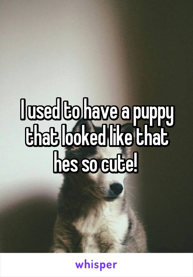 I used to have a puppy that looked like that hes so cute! 