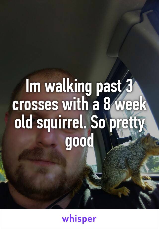 Im walking past 3 crosses with a 8 week old squirrel. So pretty good